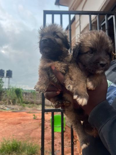 1-3 months Male Mixed Breed Caucasian Shepherd