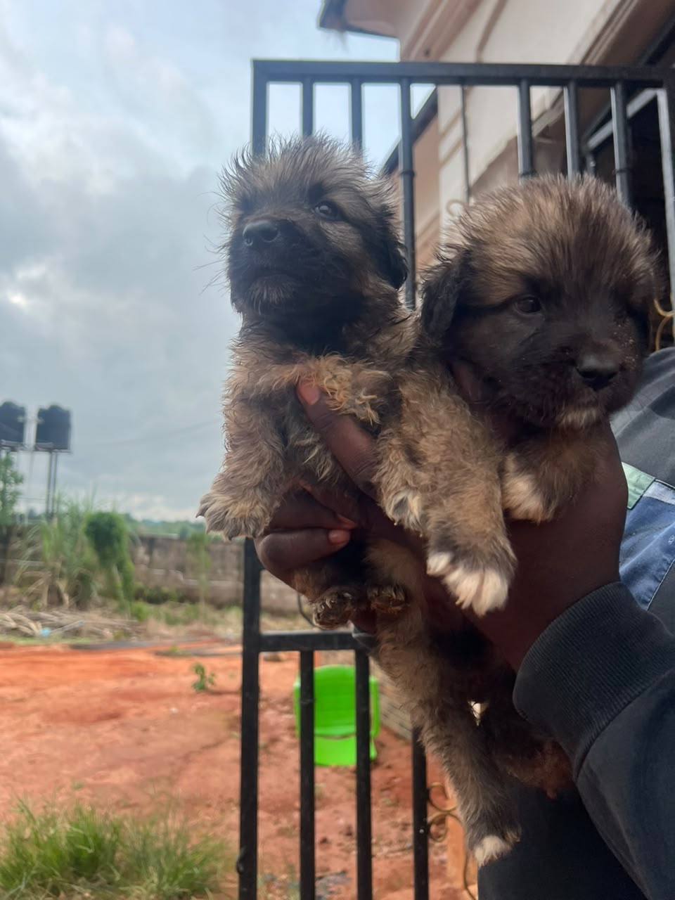 1-3 months Male Mixed Breed Caucasian Shepherd