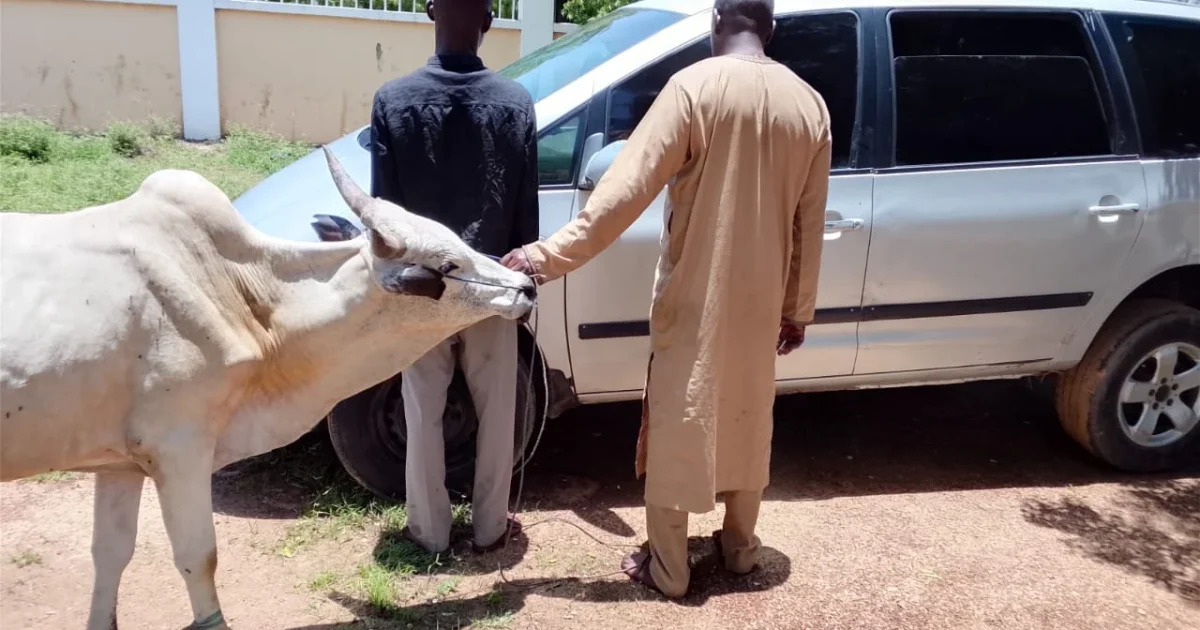 Kano NSCDC arrests two men for suspected cattle rustling